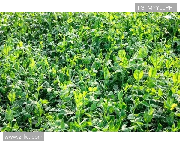 王秀英独家分享足球心得与技巧助你提升球技的全面指南